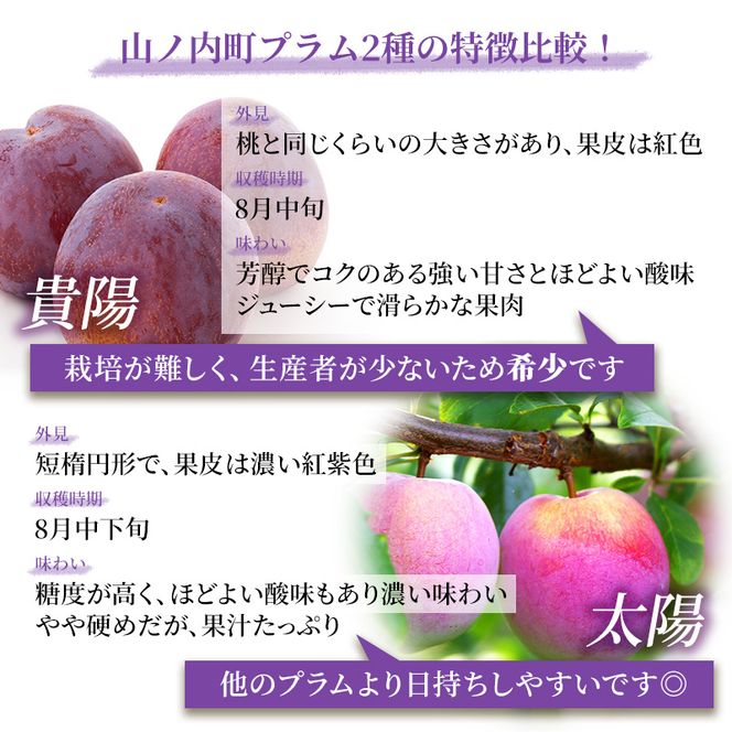 【2026年発送】志賀高原の麓で育った プラム 太陽 約1.4kg(12～13玉) お届け日時指定不可 すもも フルーツ 果物 長野