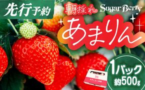 あまりん プレミアムいちご 1パック 先行予約 | あまりん いちご イチゴ 苺 朝採れ 埼玉 オリジナル 品種 糖度 高い 甘い 高級 あまりん いちご イチゴ 苺 先行予約 SugarBerry 杉戸いちご農園 埼玉県 杉戸町