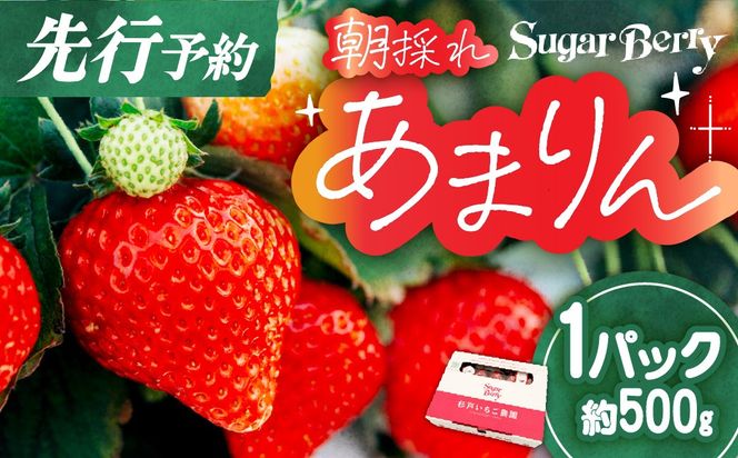 あまりん プレミアムいちご 1パック 先行予約 | あまりん いちご イチゴ 苺 朝採れ 埼玉 オリジナル 品種 糖度 高い 甘い 高級 あまりん いちご イチゴ 苺 先行予約 SugarBerry 杉戸いちご農園 埼玉県 杉戸町