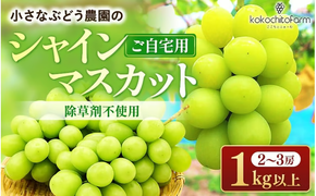 【2026年先行予約】 小さなぶどう園の シャインマスカット ご家庭用 2～3房 1kg以上 ここちとふぁーむ 岡山産シャインマスカット ぶどう シャインマスカット 真庭市 【koko002-02】