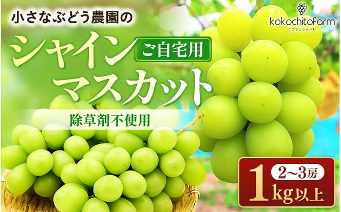【2026年先行予約】 小さなぶどう園の シャインマスカット ご家庭用 2～3房 1kg以上 ここちとふぁーむ 岡山産シャインマスカット ぶどう シャインマスカット 真庭市 【koko002-02】