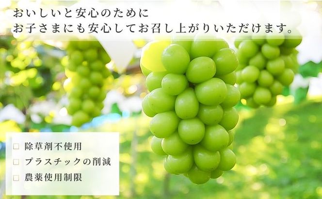 【2026年12月～発送】冷蔵貯蔵 シャインマスカット 4～6房 約3kg ぶどう ブドウ 葡萄 マスカット 果物 フルーツ 長野県 長野 山ノ内町