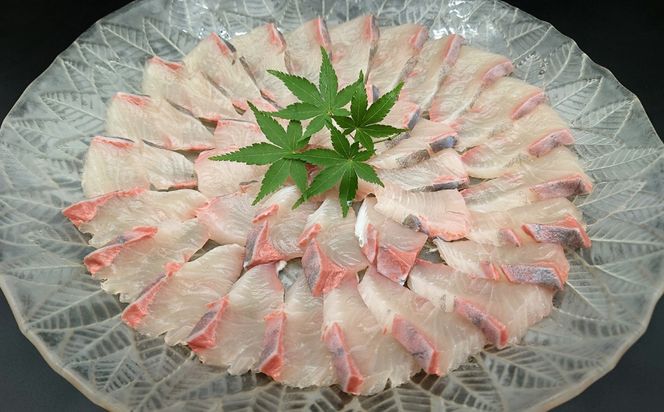 活締め かんぱち お刺身用 切身 250g×2パック / 刺身 海鮮 カンパチ 魚 / 糸島市 / 塚本鮮魚店[ARO011]