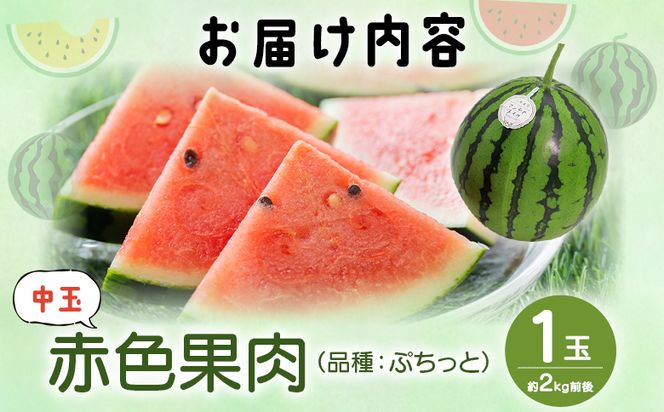 スイカ 江本農園の初夏のアンテナスイカ1玉 数量限定 のし 熨斗 高知県産 果物 くだもの フルーツ すいか 西瓜 スイカ 糖 完熟 甘い みずみずしい 瑞々しい ハウス栽培  em-0033