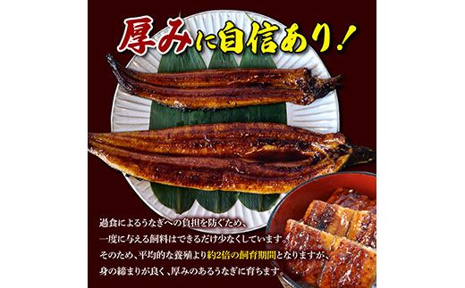 【数量限定】うなぎ うなぎ蒲焼き 国産 特大 3尾セット タレ付き 1尾200g超え 仁淀川 太化うなぎ おいしい 人気 冷凍 真空パック 夏【株式会社山本養鰻】 [BQAL001]