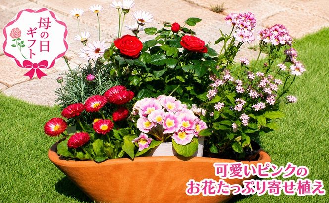 2027年【母の日 ギフト】可愛いピンクのお花たっぷりの 寄せ植え（舟形Mサイズ）1個（オンライン決済限定） 植物 