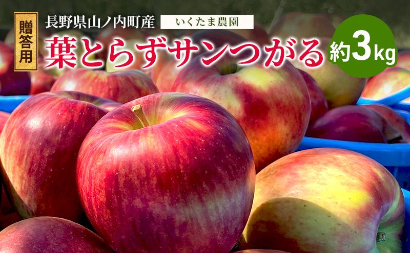 [レビューCP実施中][2026年8月〜発送]贈答用 葉とらずサンつがる 約3kg リンゴ りんご フルーツ 果物 お取り寄せ 長野県 山ノ内町