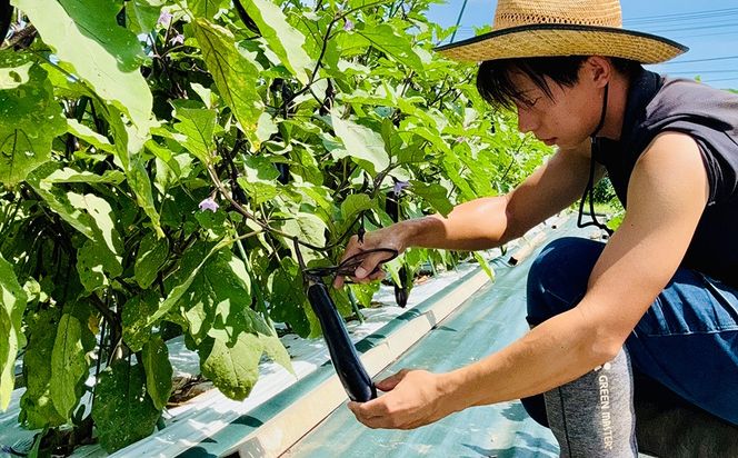 【定期便2回（夏・冬）】つかさ農園 季節のお野菜詰め合わせ（6～8種） ※北海道・沖縄・離島への配送不可