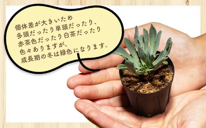 塊根植物 レピドカウリス オトンナ -植物 鱗模様 強健種 オトンナ属 育てやすい インテリア ナチュラル 自然 グリーン 観葉植物 おしゃれ 癒し かわいい 多肉植物 サキュレントフィールド Succulent field 高知県 香南市 常温 cc-0005