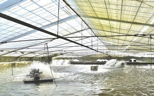 【6.5-1】うなぎ松岡蒲焼5本【限定20点／月】