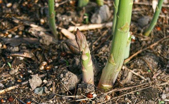 【2026年春発送】北海道 富良野産 アスパラガス 極太 2Lサイズ 800g ハウス栽培 (山本農園) 野菜 新鮮 直送 朝採り アスパラガス 道産 北海道 ふらの 