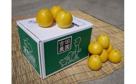 愛南産の河内晩柑10kg(約22～32個) ＜柑橘 希少 果物 国産 フルーツ みかん 蜜柑  和製 グレープフルーツ ブランド 愛媛 果実 ビタミン ＞  ※北海道・沖縄・離島への配送不可 ※2025年4月上旬～8月中旬頃に順次発送予定
