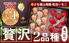 【完熟クラフト苺BERRY】有名シェフ御用達【紅白いちご】樹上完熟紅ほっぺ・淡雪 約500g（出荷2026年12月上旬～2027年5月下旬） 【yuji0003】