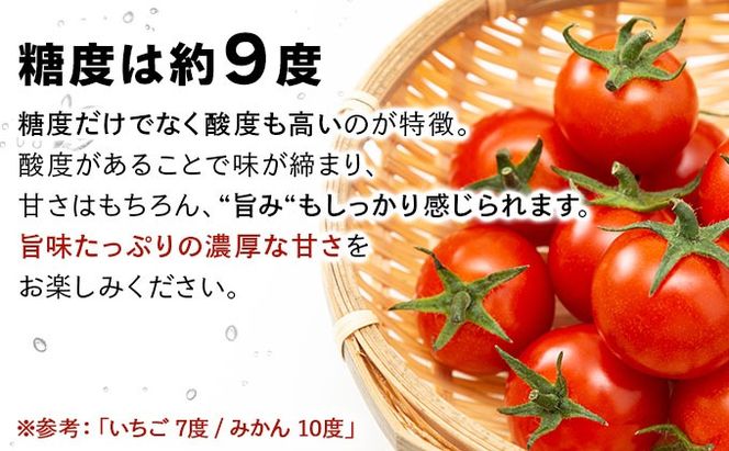 【2027年先行予約】北海道産 ミニトマト ネネ 約3kg フルーツトマト 幻の 高糖度 ジューシー プチ トマト 甘い 濃厚 彩り 鮮やか 希少 お中元 お歳暮 暑中見舞い 帰省土産 ご自宅用 産地直送 大滝農園 送料無料 北海道