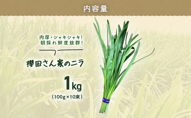 【先行予約】【12月から発送】肉厚・シャキシャキ! 朝採れ鮮度抜群! 櫻田さん家のニラ 1kg(100g×10束) SMCS001
