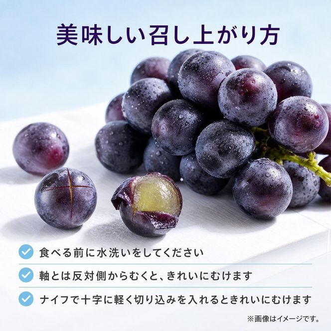 紀州和歌山産の種なし巨峰ぶどう2房（約800g?1kg）