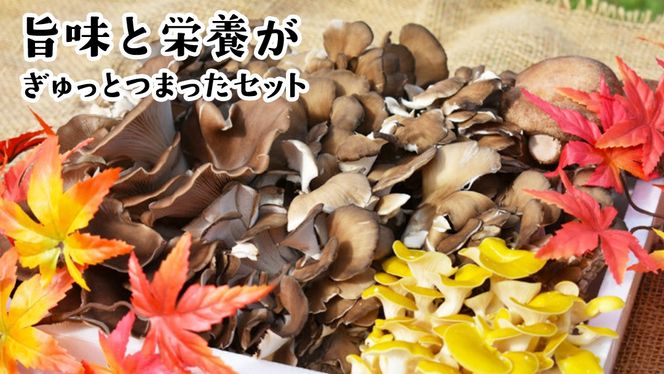 y錧vsẑ  lߍ킹 STCY ( 1kg ) i錧ʕԗiF闢j LmR Zbg  J[ _CGbg fgbNX oGeB Zbg VN [DY001us]