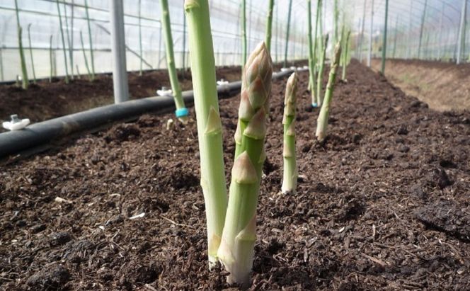 野菜セット おまかせ 10～15種 旬 朝倉市産 着日指定不可 配送不可 離島 詰合せ 