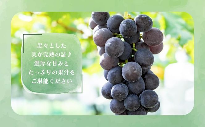 巨峰、豊水梨　詰め合わせ　約3kg箱 CC52