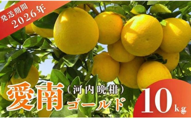 家庭用 先行予約 2026年発送 愛南ゴールド（河内晩柑）約10kg みかん 蜜柑 河内晩柑 グレープフルーツ 柑橘 果物 フルーツ 前田ファーム 愛媛 愛南【発送期間 3月下旬～5月上旬 】(なくなり次第終了)