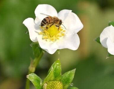 【CF】さくらももいちご (4パック入り) 　《1月上旬-3月末頃に出荷予定》 【配送不可地域あり】※離島への配送不可---sanagouchi_hss_6_4p---