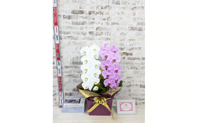 B098　【☆新機能☆ZERO胡蝶蘭】　紅白胡蝶蘭　２本立て＊白・ピンク＊（大輪）＜７つの特典付き！＞〈約高さ８５ｃｍ、横幅４０ｃｍ、奥行き４０ｃｍ〉22輪以上