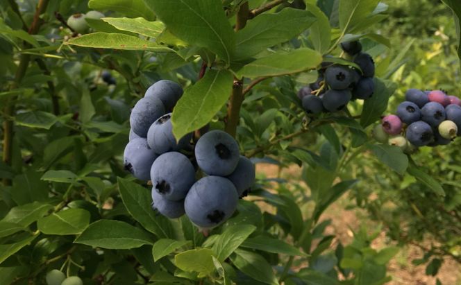 北海道仁木町産 冷凍ブルーベリー1kg 栽培期間中 除草剤・化学農薬・化学肥料不使用【日付指定不可】果物 くだもの フルーツ 冷凍 [iori farm]