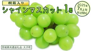 【桐箱入り】 シャインマスカット １房【2025年7月上旬発送開始】(茨城県共通返礼品：大子町) ぶどう 葡萄 マスカット フルーツ 果物 贈答用 ギフト 贈り物