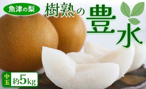 【予約受付】魚津の梨「樹熟の豊水」約5kg（中玉） ※2026年9月～発送