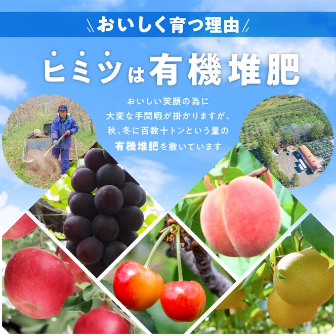 【先行予約：2026年9月中旬以降発送】フルーツ王国余市産「旅路・ナイアガラ・キャンベル」3kg【ニトリ観光果樹園】_Y074-0128