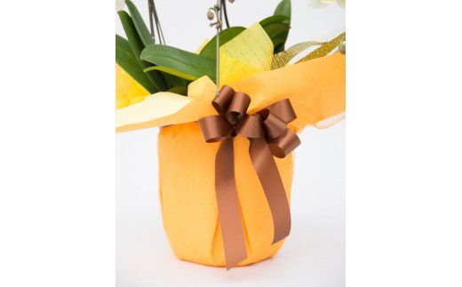 トップフローリスト厳選の胡蝶蘭 3本立ち 142069_BN018