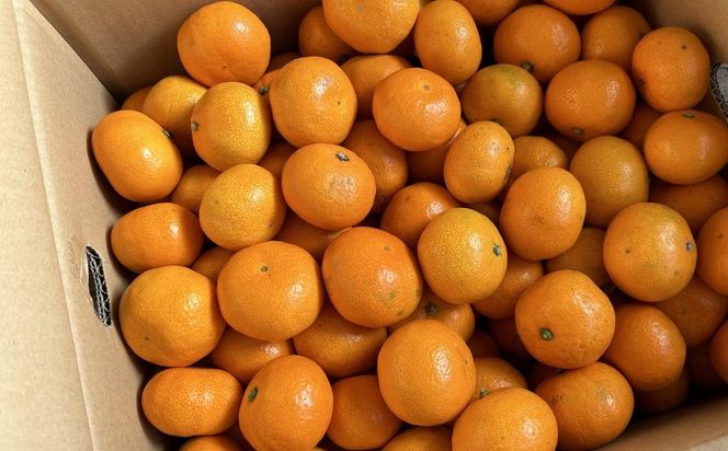 [秀品]和歌山有田みかん約5kg(2Sサイズ)★2026年11月中旬頃より順次発送 BZ035