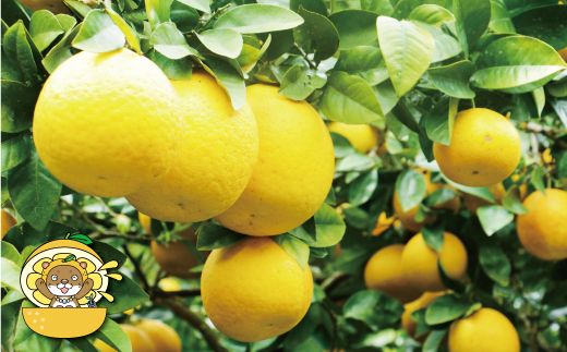 訳あり 河内晩柑 大玉 7kg 7000円 みかん かわちばんかん わけあり 愛南ゴールド あいなん ゴールド 美生柑 文旦 グレープフルーツ 和製 家庭用 産地直送 国産 農家直送 期間限定 数量限定 ビタミン 特産品 ゼリー ジュース 人気 限定 さわやか 甘い フルーツ 果物 柑橘 蜜柑 規格外 塚岡農園 愛南町 愛媛県