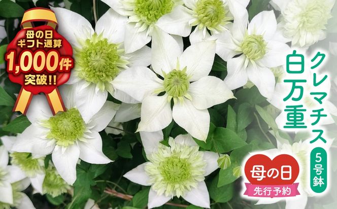 ＼先行受付 令和8年5月10日の母の日お届け：5月6日(水) 決済完了分まで！／ クレマチス 「 白万重 」 5号鉢 ラッピング付き 母の日直前にお届け 2026年 お母さんへの心を込めた贈り物 長持ち 鉢植え フラワーセット プレゼント 送料無料 故郷納税 福島県 田村市 フローラハシモト