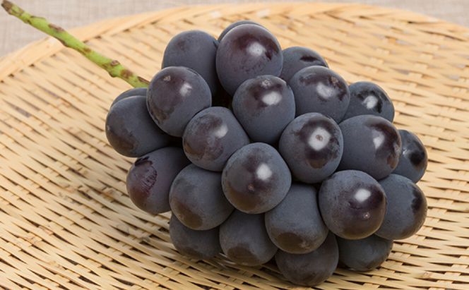 ぶどう 2026年 先行予約 詰め合わせ ニュー ピオーネ 1房（480g以上）・ シャイン マスカット 晴王 1房（480g以上）化粧箱入り ブドウ 葡萄  岡山県産 国産 フルーツ 果物 ギフト 