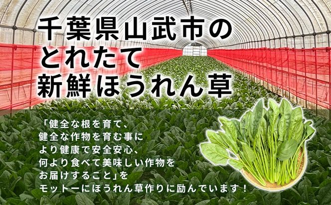 【11月上旬～３月下旬発送】ほうれん草栽培30年以上の山下さんの新鮮採れたて、ほうれん草！ どっさり 5kg     SMCX001