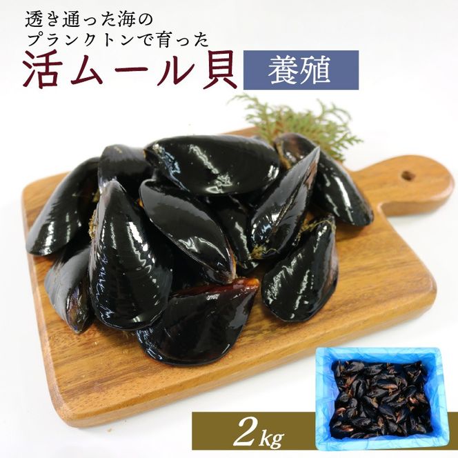 y茧DnszԌ [L 2kg L ށ[邪 Gߌ  [L  {B L OY pGA  pX^  sU CN kt VN Y Dns 茧  ① イL CKC TLCKC O[L [enzen006]