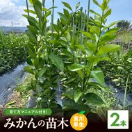 ZE6138_みかん苗木2年生【宮川早生】2本セット