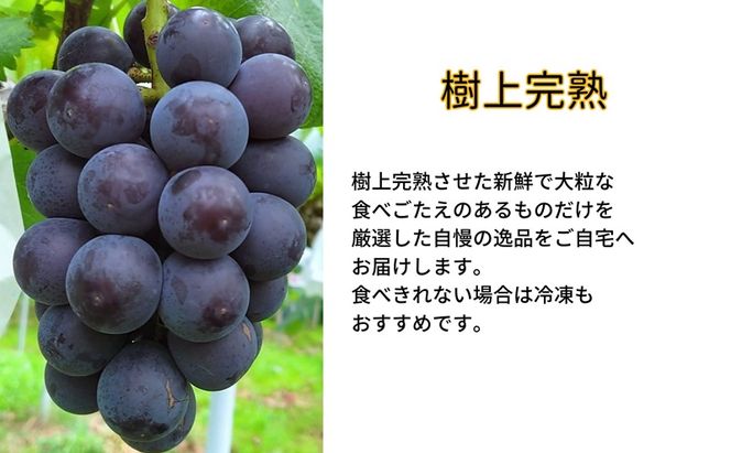 ぶどう 藤稔 2房 合計1.0kg以上 産地直送 朝採れ ぶどう 葡萄 シャイン マスカット 岡山 Kawahara Green Farm 2026年 先行予約
