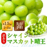訳あり シャインマスカット 晴王 2～3房 合計1.5kg以上 ぶどう 葡萄 シャイン マスカット 岡山 岡山県産 桃太郎御一行 2026年 先行予約