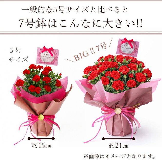 【母の日ギフト】鉢もの「カーネション7号レッド」」＜お届け日：2026年5/4～5/10 当店おまかせ ＞母の日カード付き【 母の日 ギフト アレンジ 花 カーネーション 贈り物 大阪府 門真市 】 272230_BG071VC01