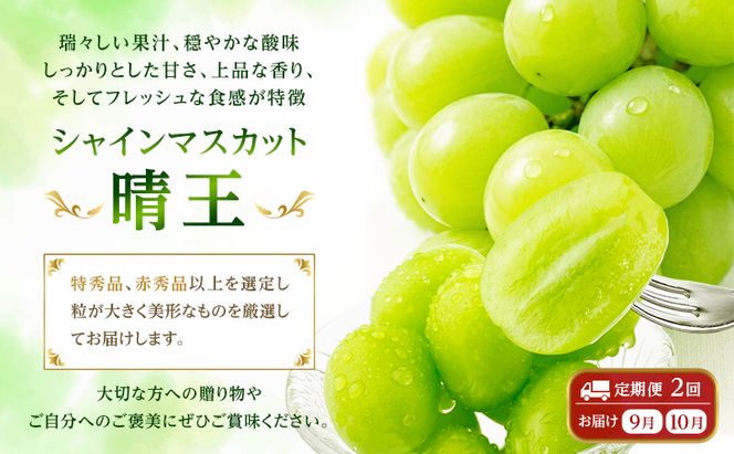 ぶどう 2026年 先行予約【2回定期便】 プレミアムシャインマスカット 晴王 1房 約700g 人気 岡山県船穂産 赤秀品 種無し 皮ごと食べる みずみずしい9月10月お届け ハレノフルーツ