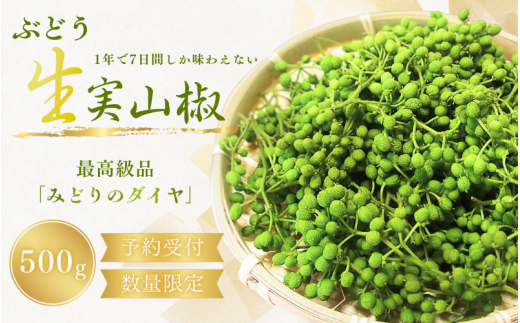 【先行予約・数量限定】 ぶどう生山椒 500g  ※2027年5月中旬から5月下旬にお届けいたします】/山椒 さんしょう 生山椒 生さんしょう 調味料 スパイス 香辛料 山椒の実 山椒の実生 実【twn044-budo-500】