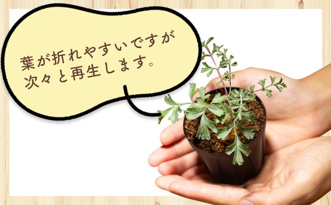 多肉植物 パキポディウム ペラルゴニウム - 植物 インテリア ナチュラル 自然 グリーン 観葉植物 おしゃれ 癒し かわいい 多肉植物 塊根植物 サキュレントフィールド Succulent field 高知県 香南市 常温 cc-0016