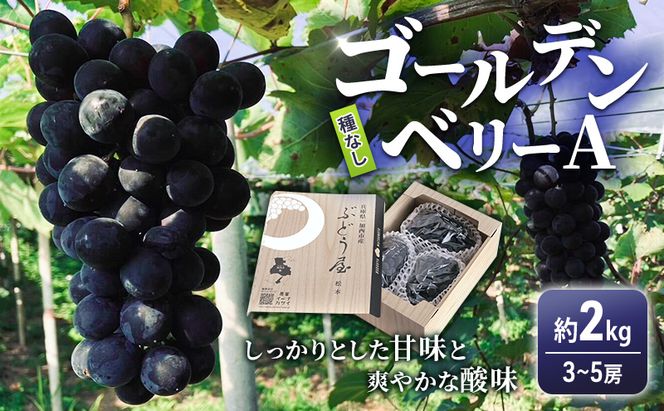 ゴールデンベリーA 約2kg 3～5房 【2026年産 予約受付】 ぶどう ブドウ 葡萄 お取り寄せ フルーツ 果物 種なし 甘い おすすめ 美味しい 選果場直送 送料無料 ギフト 贈答 兵庫県