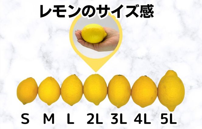 訳あり レモン B品  箱込5kg(内容量約4.4kg) 和歌山県有田産（サイズミックス）【みかんの会】  AX80