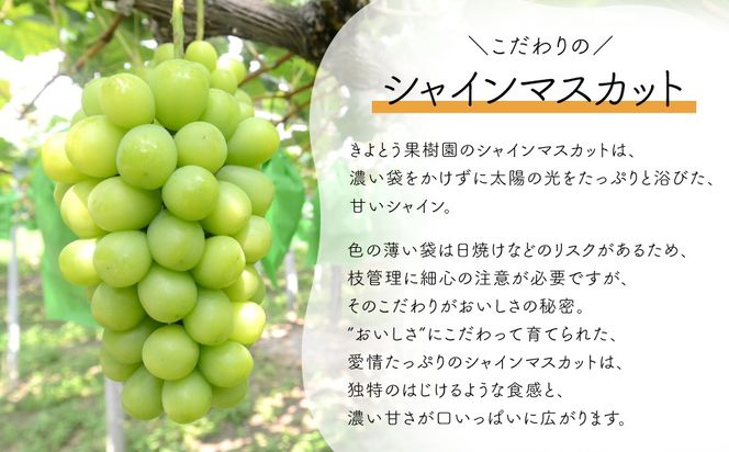 【2026年先行予約】量より質！桃とシャインマスカット、上級品の2回便 (定期便) (岡山県産) / 8月10月 【KF-T060-02】