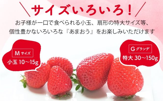 訳あり いちご 2027年2月中旬より発送 あまおう サイズ色々 6パック 約1.71kg 果物 フルーツ 福岡県産あまおう※配送不可：離島