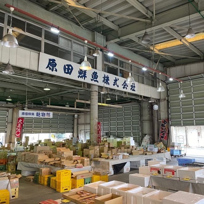 【尾頭付きの縁起物】 活塩焼き鯛（中サイズ） 1匹（約35cm・約550g）