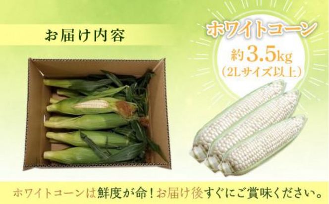 太物2Lサイズ以上!瀬戸内ホワイトコーン 約3.5kg【2027-6月中旬～2027-7月中旬配送】 372013_T006-304J